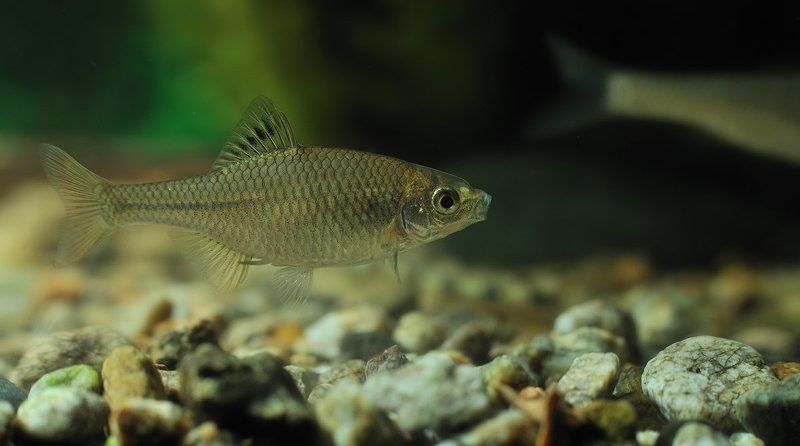 Горчак-(Rhodeus sericeus amarus) фото превью