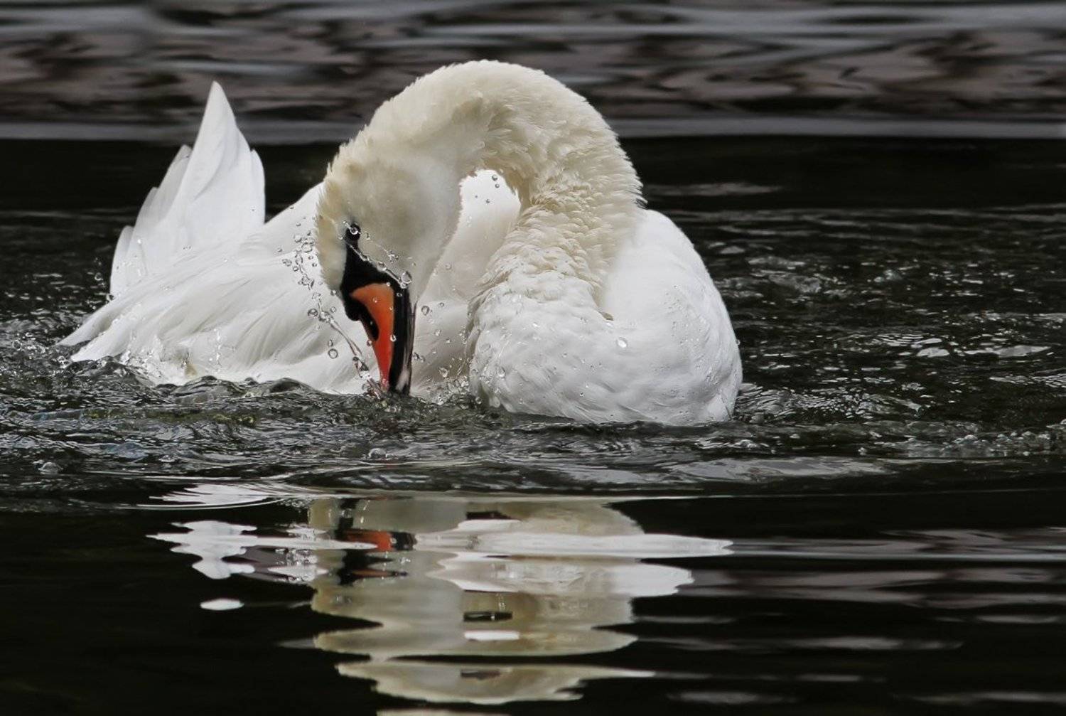 животные, птицы, лебеди, Зоя Лаптева