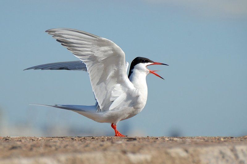 ... фото превью