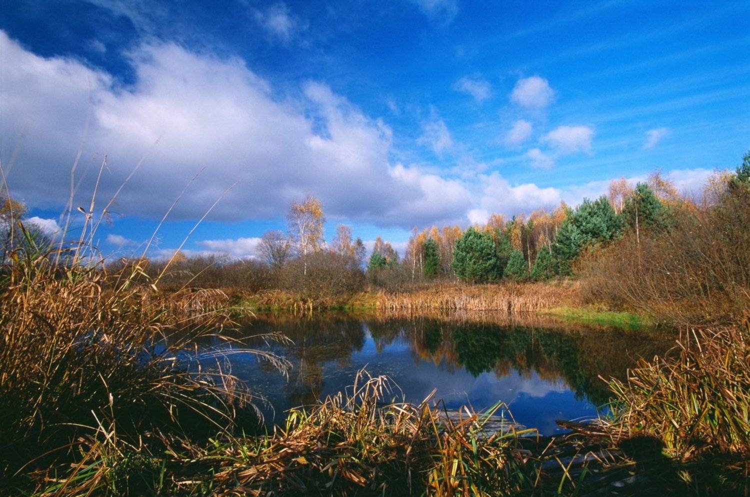 пруд.небо.облака.лес.трава., Вадим