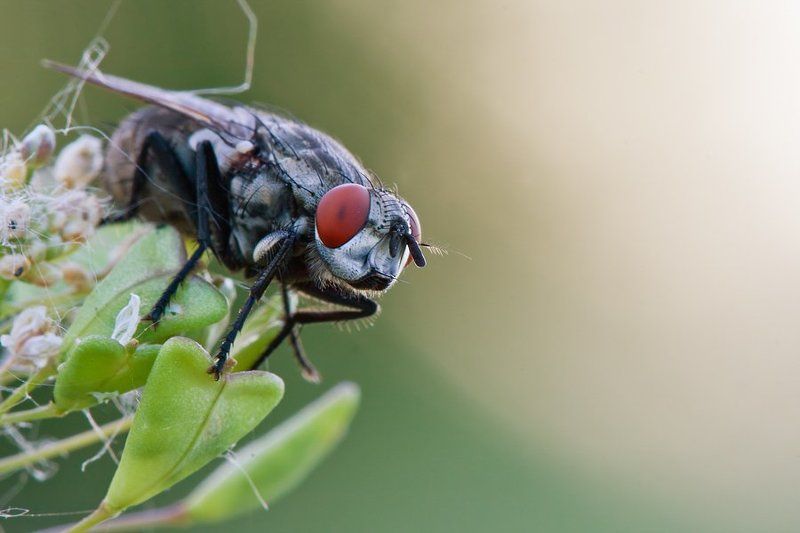 Муха фото превью