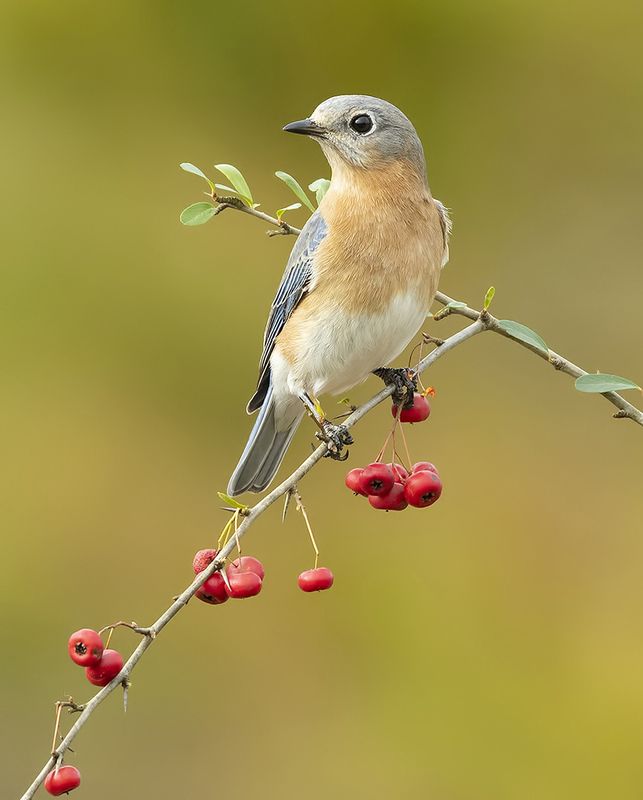 восточная сиалия, eastern bluebird,bluebird Восточная сиалия (самка) - Eastern Bluebird female фото превью