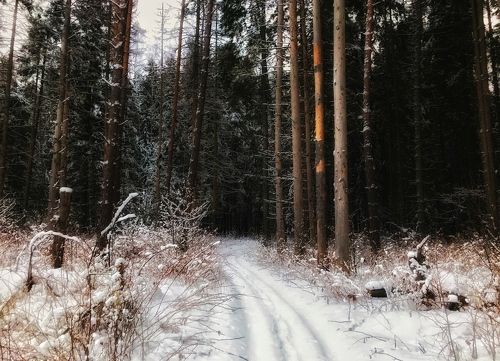 Зима по Шишкину