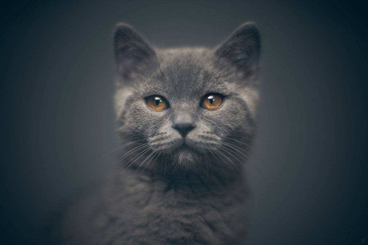 cat,  scottish, straigh, portrait, Wojciech Grzanka