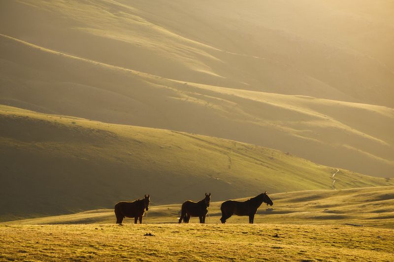 киргизия, кыргызстан, азия, горы, луг, скалы, пейзаж, весна, ущелье, джайлоо, пастбище, река, рассвет, лошадь, конь Ранний завтрак фото превью