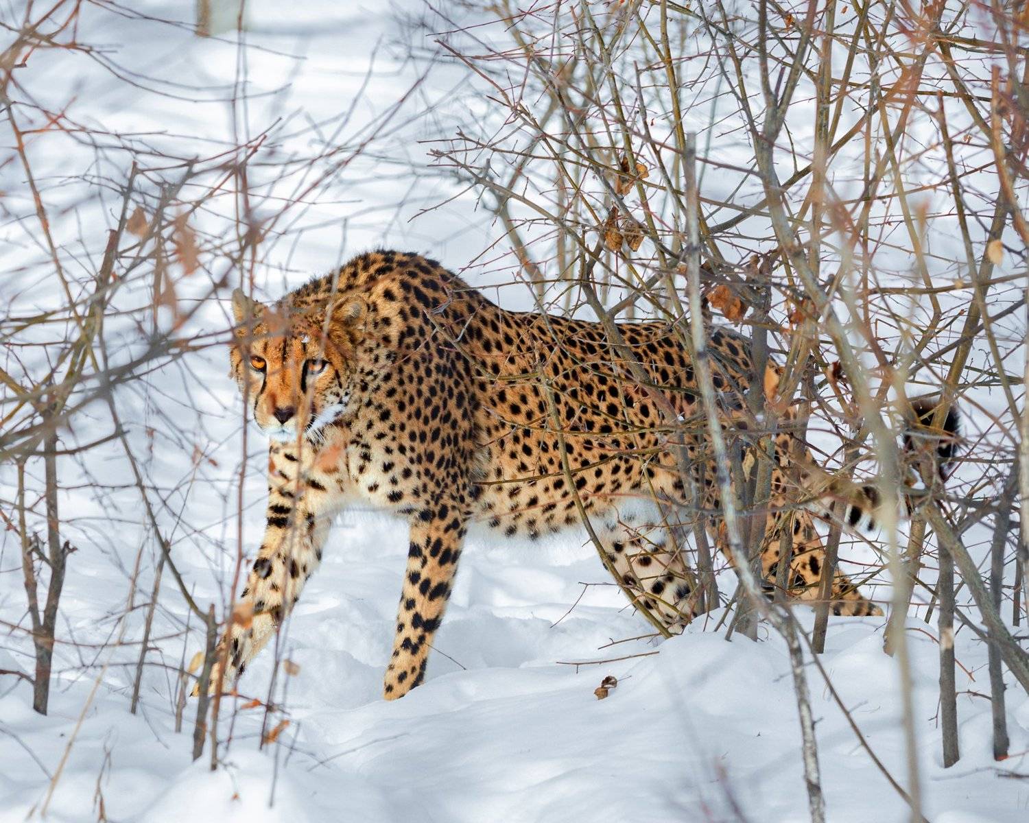 , Олег Богданов