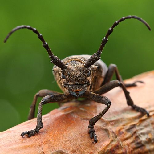 Ивовый толстяк