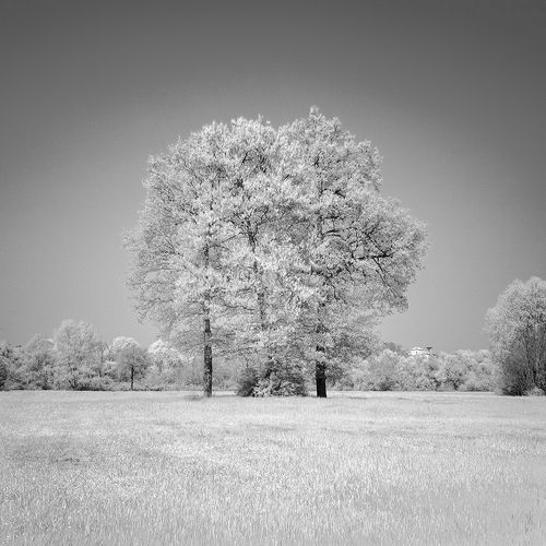 IR Landscape