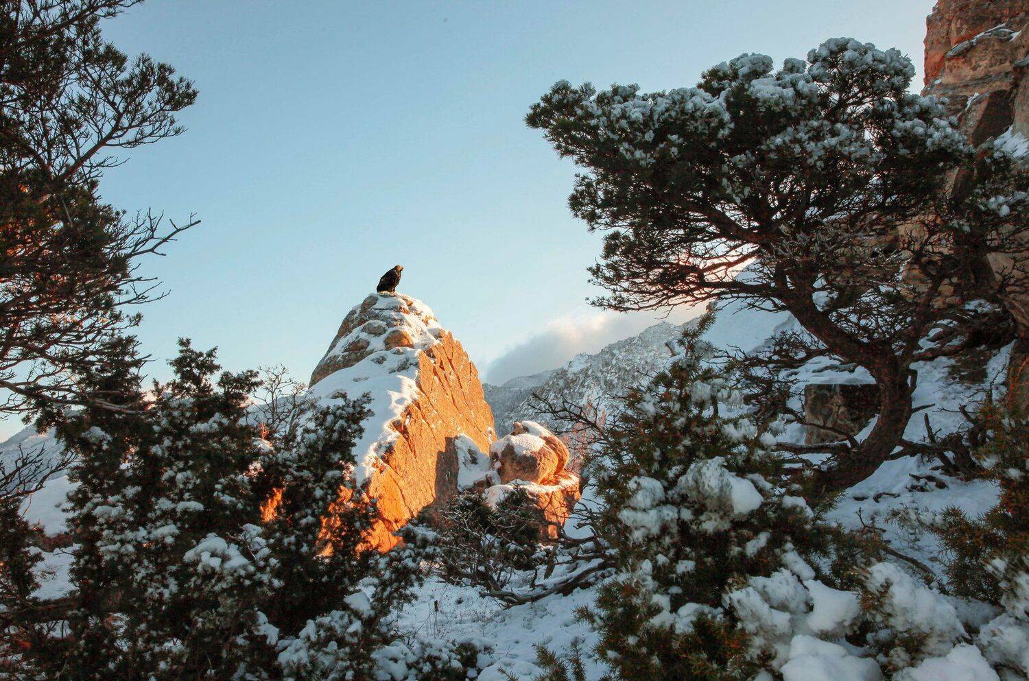 горы,птица,хищная птица,зима,просторы,дагестан, Marat Magov