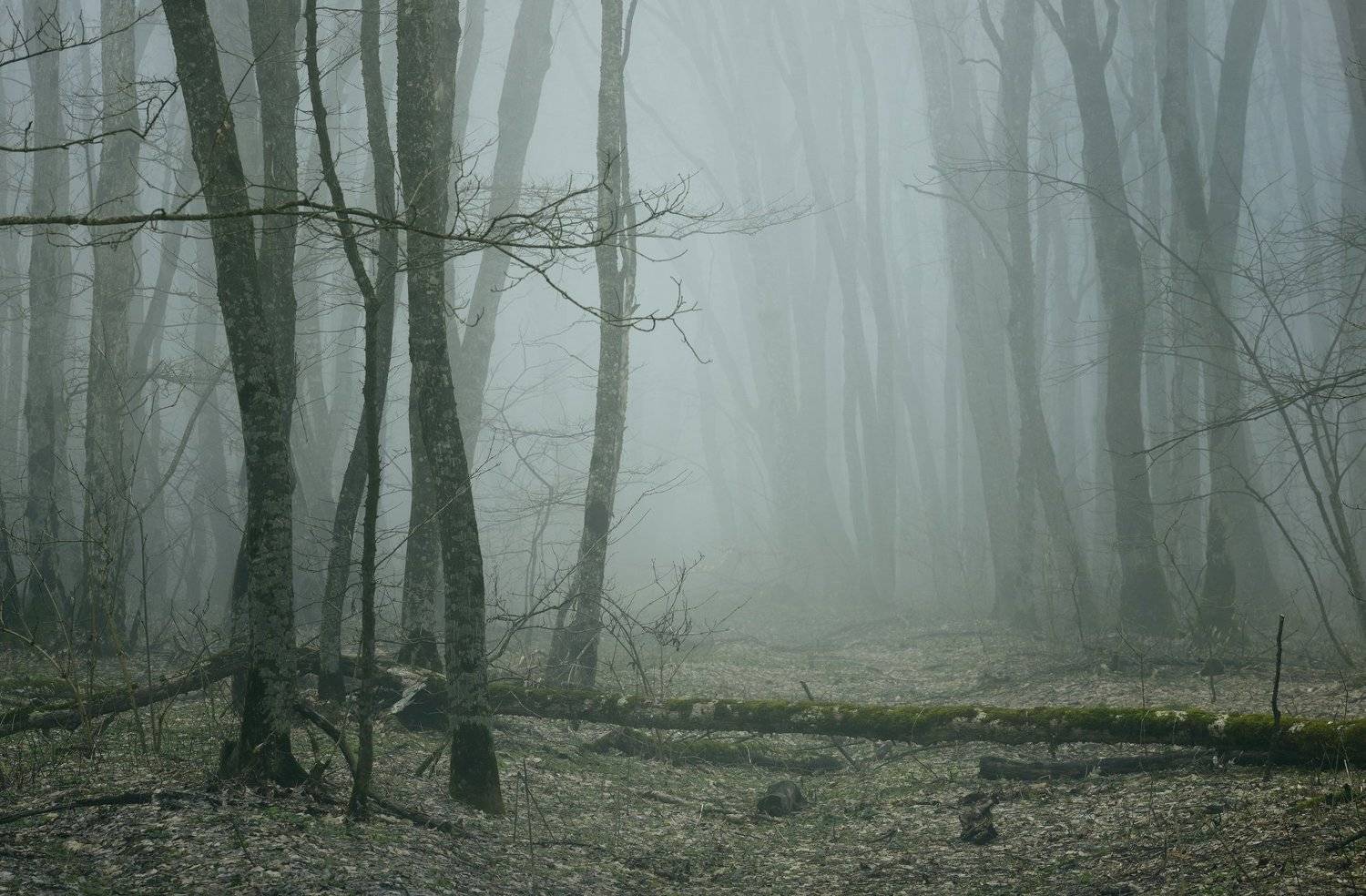 лес туман зима, Александр Жарников