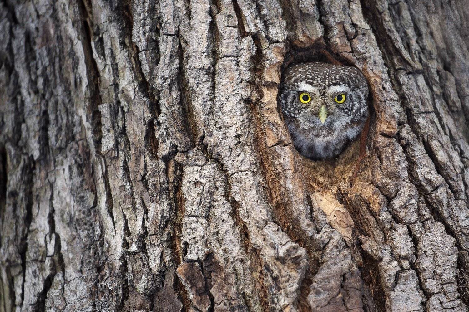 воробьиный сыч, сова, Байбекова Светлана