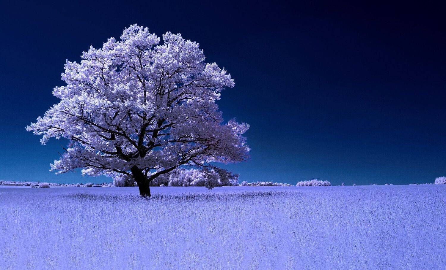 infrared,ик-фото,инфракрасное фото, инфракрасная фотография, пейзаж, лето, беларусь, Sixten ( Сергей )