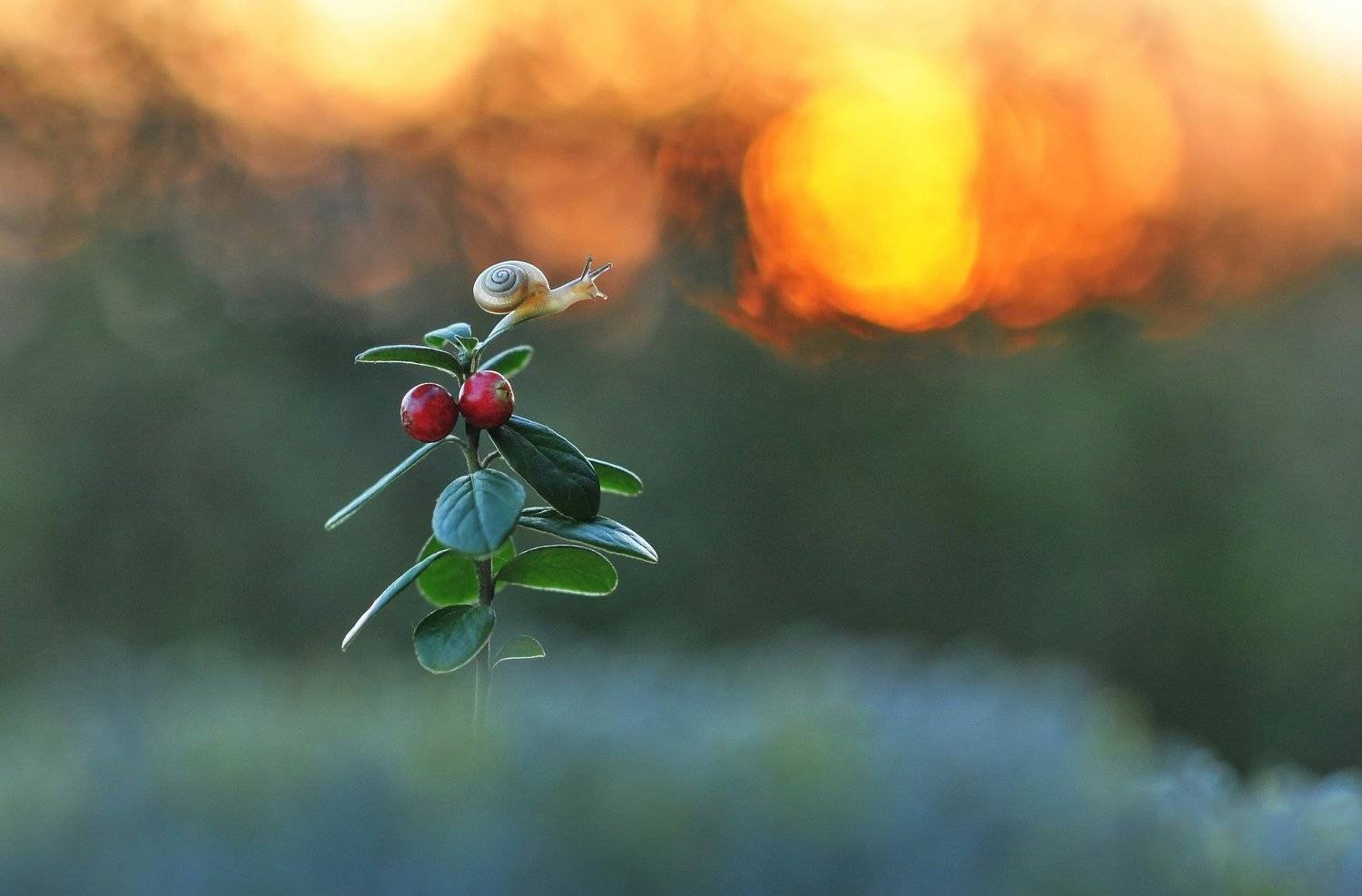 закат, улитка, лето, природа, макро, Александр Гвоздь