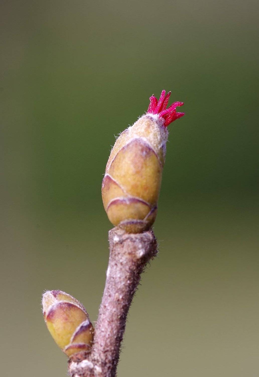 , Александр Земляной