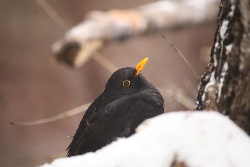 Birds