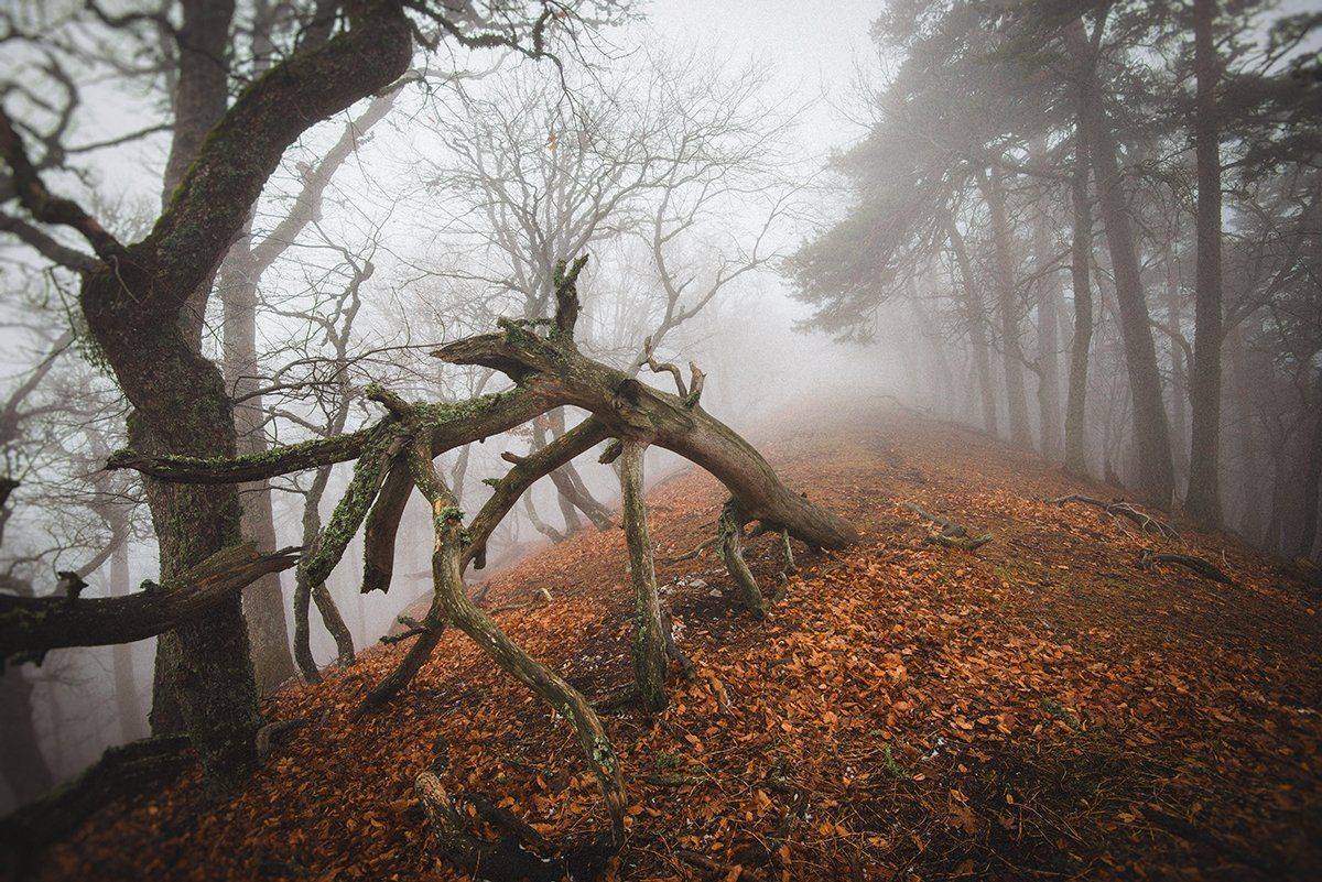 крым, Юрий Коваленко