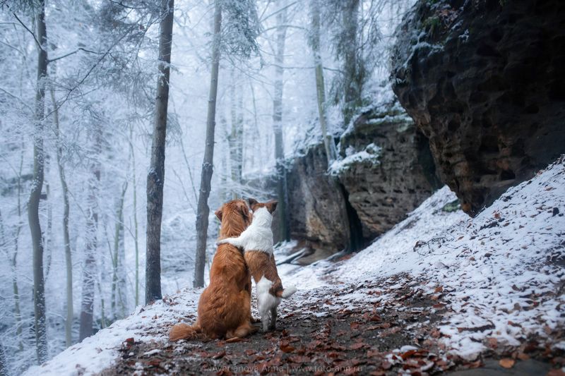собака, природа вместе  фото превью