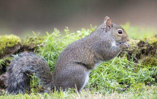Gray squirrel - Каролинская белка