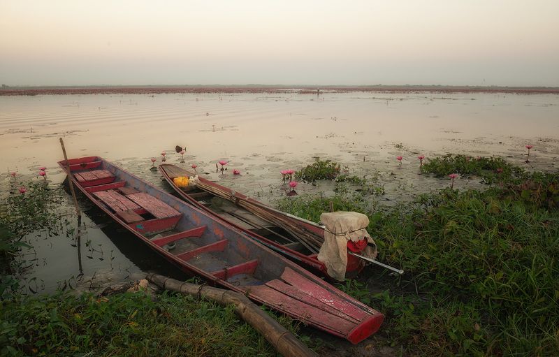 озеро, путешествие, пейзаж, рассвет, удон тхани, таиланд, udon thani. Озеро Красных лотосов фото превью