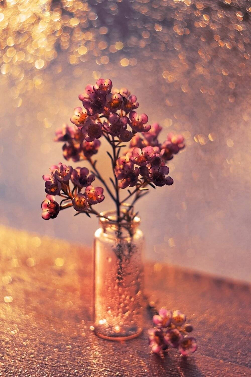 , Лапшина Владлена