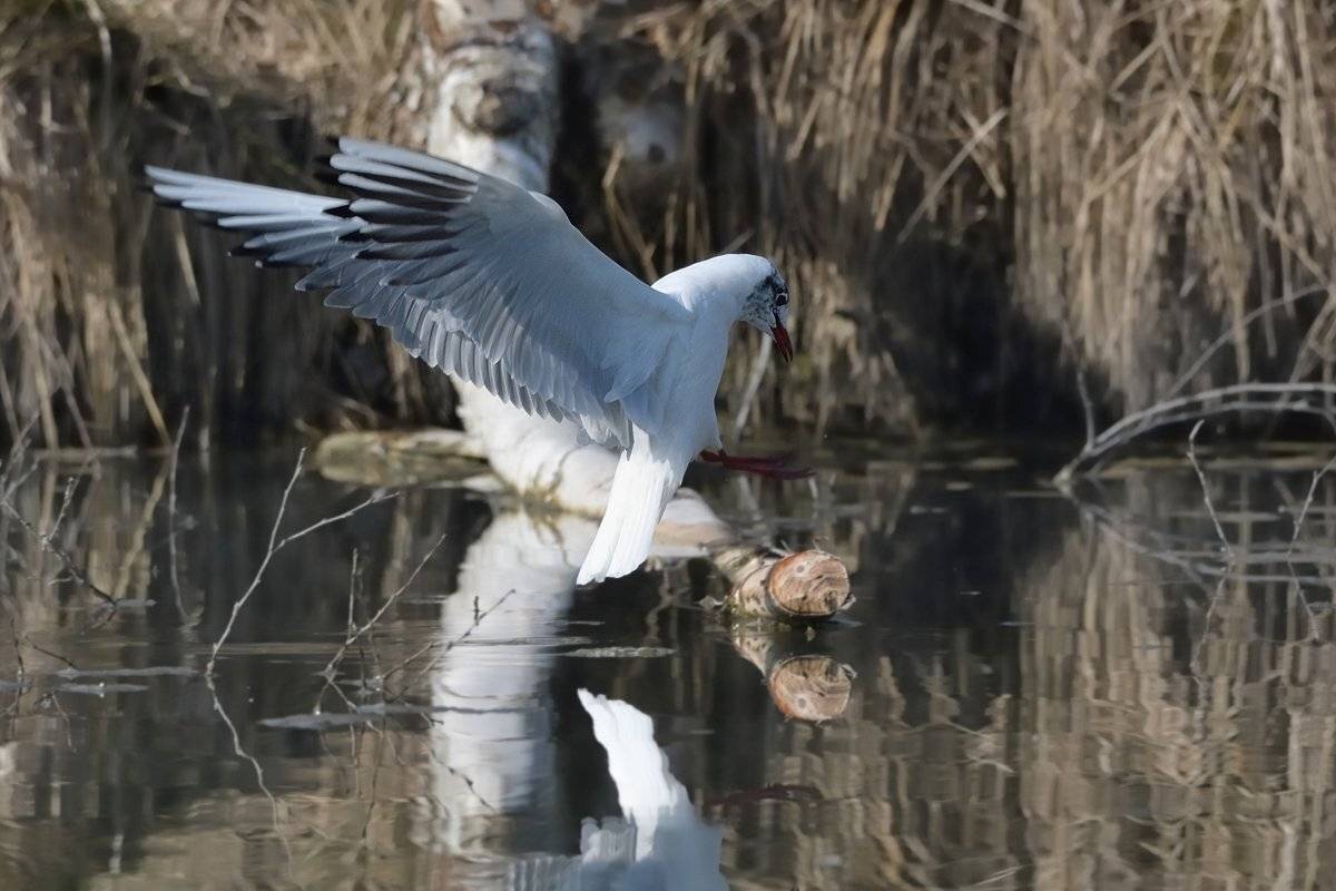 птицы birds slovakia, Jaroslav Mego
