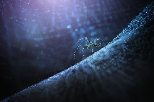 Macro art and nature