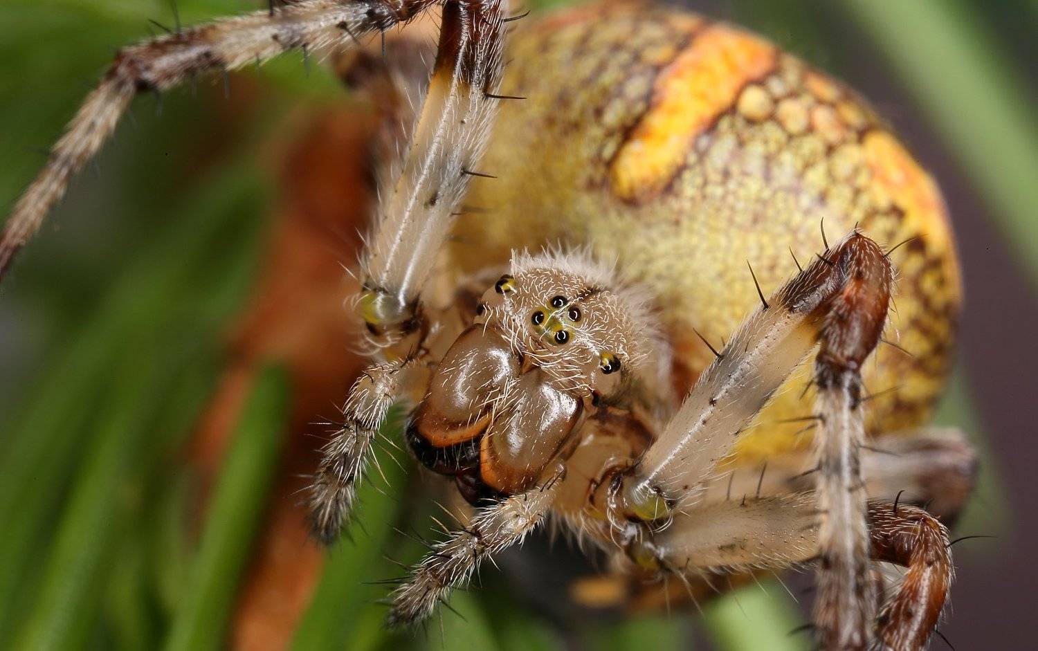 Паук крестовик, Александр Зорин