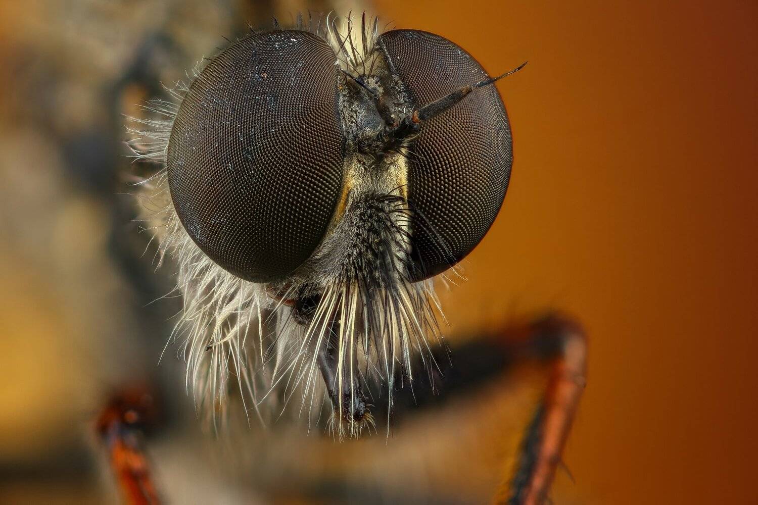 муха макро портрет макрофото, Андрей Шаповалов