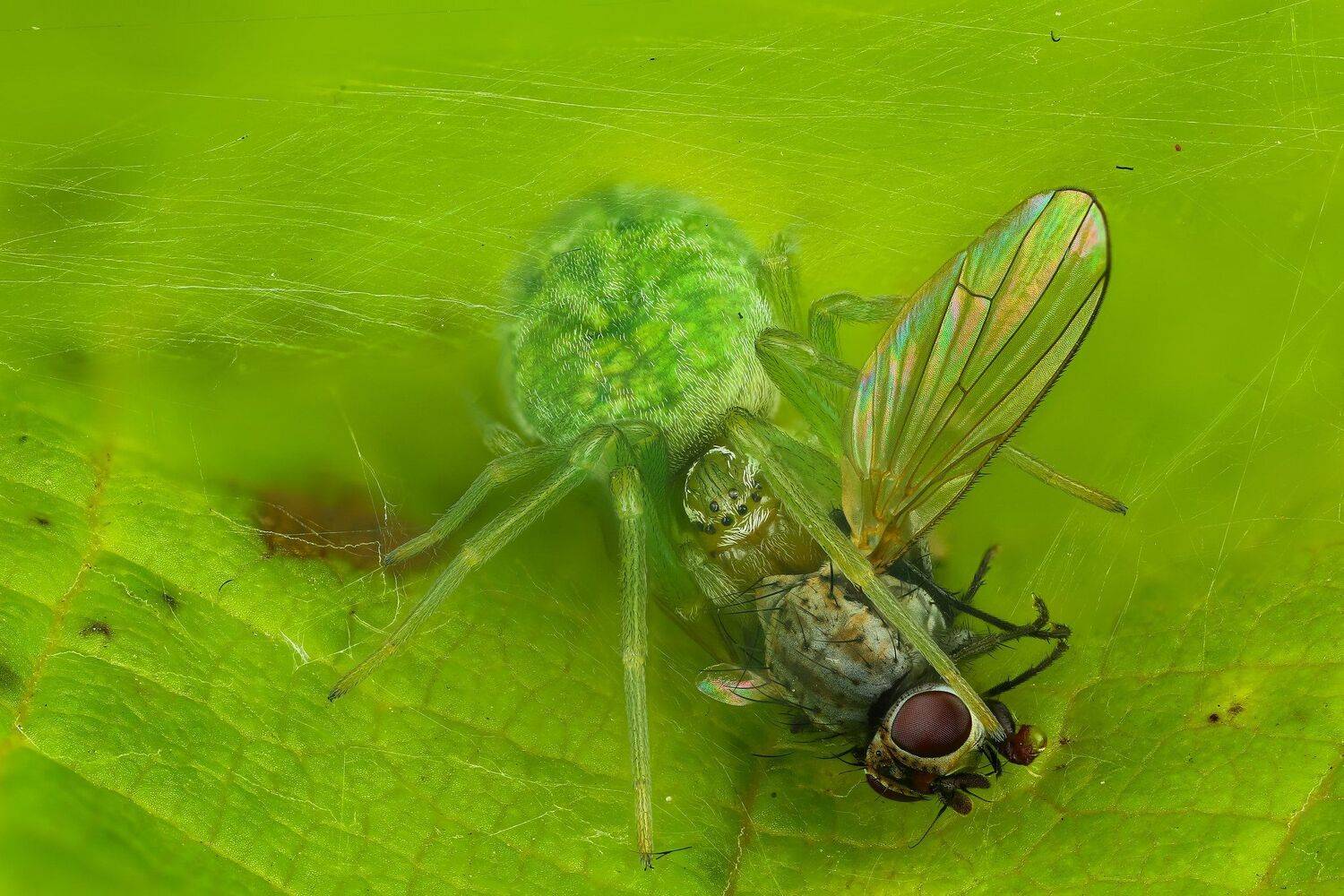 муха паук портрет макрофото зеленый, Андрей Шаповалов