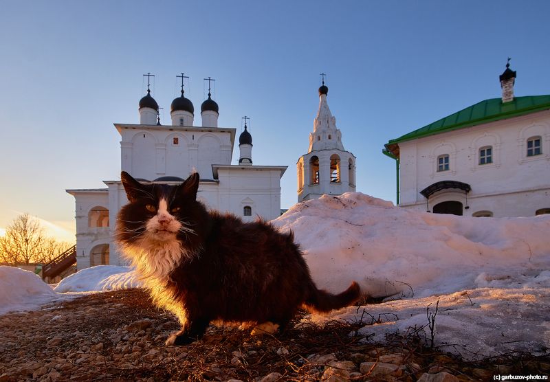 Монашествующие коты фото превью