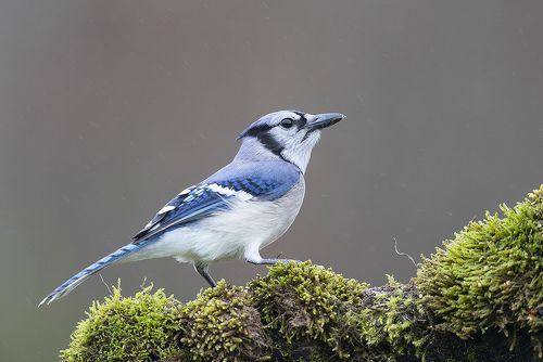 Зимние гости Птиц - Birds