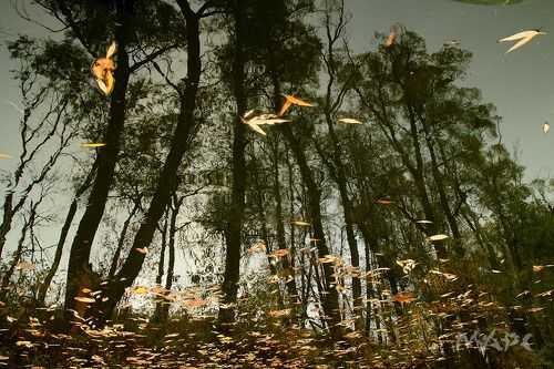 Осень в реке 2