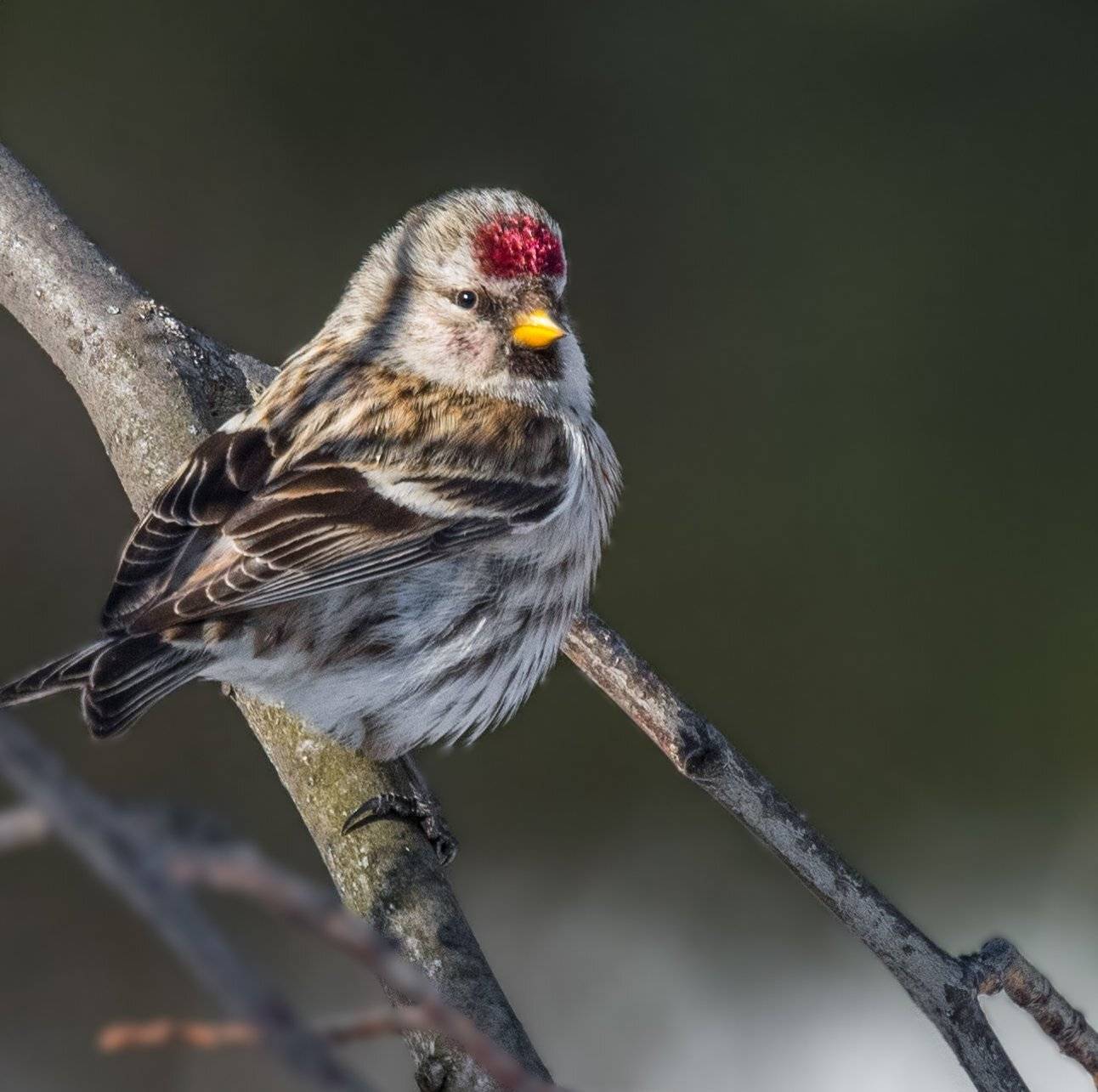 , Курлянцев Алексей