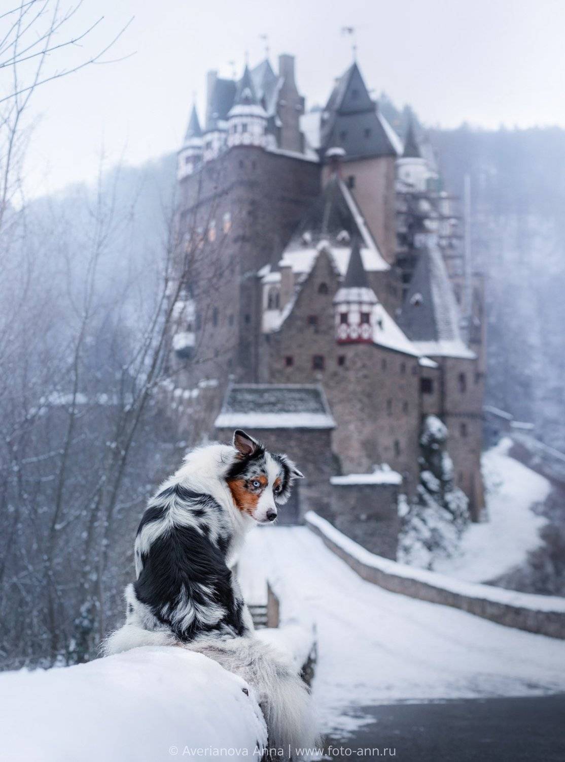 собака, природа, Анна Аверьянова