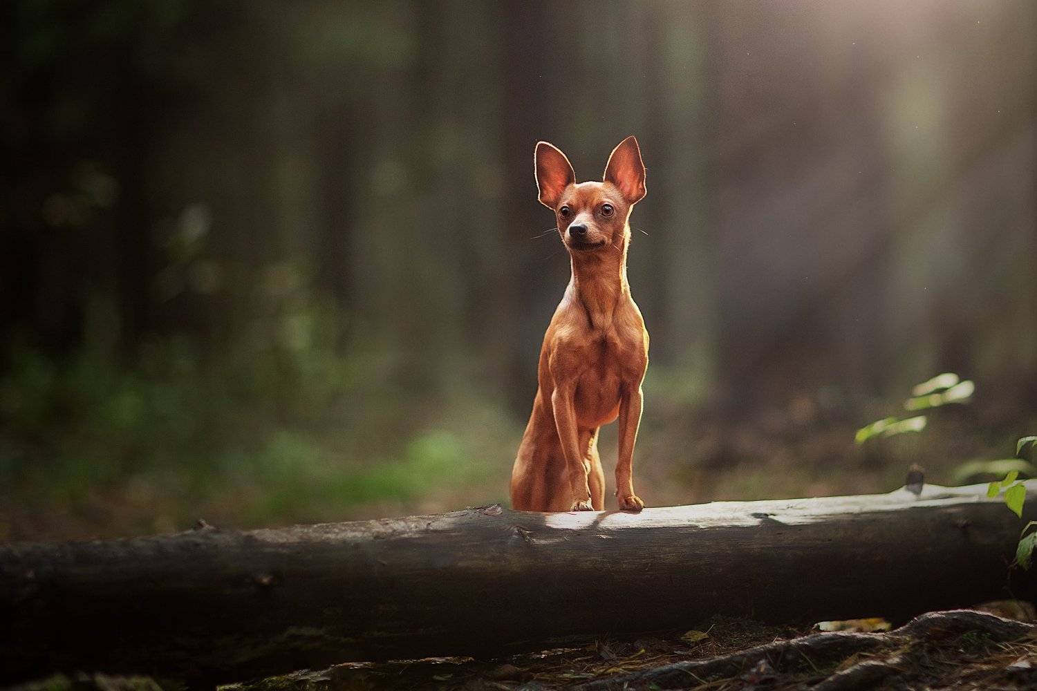 , Светлана Писарева