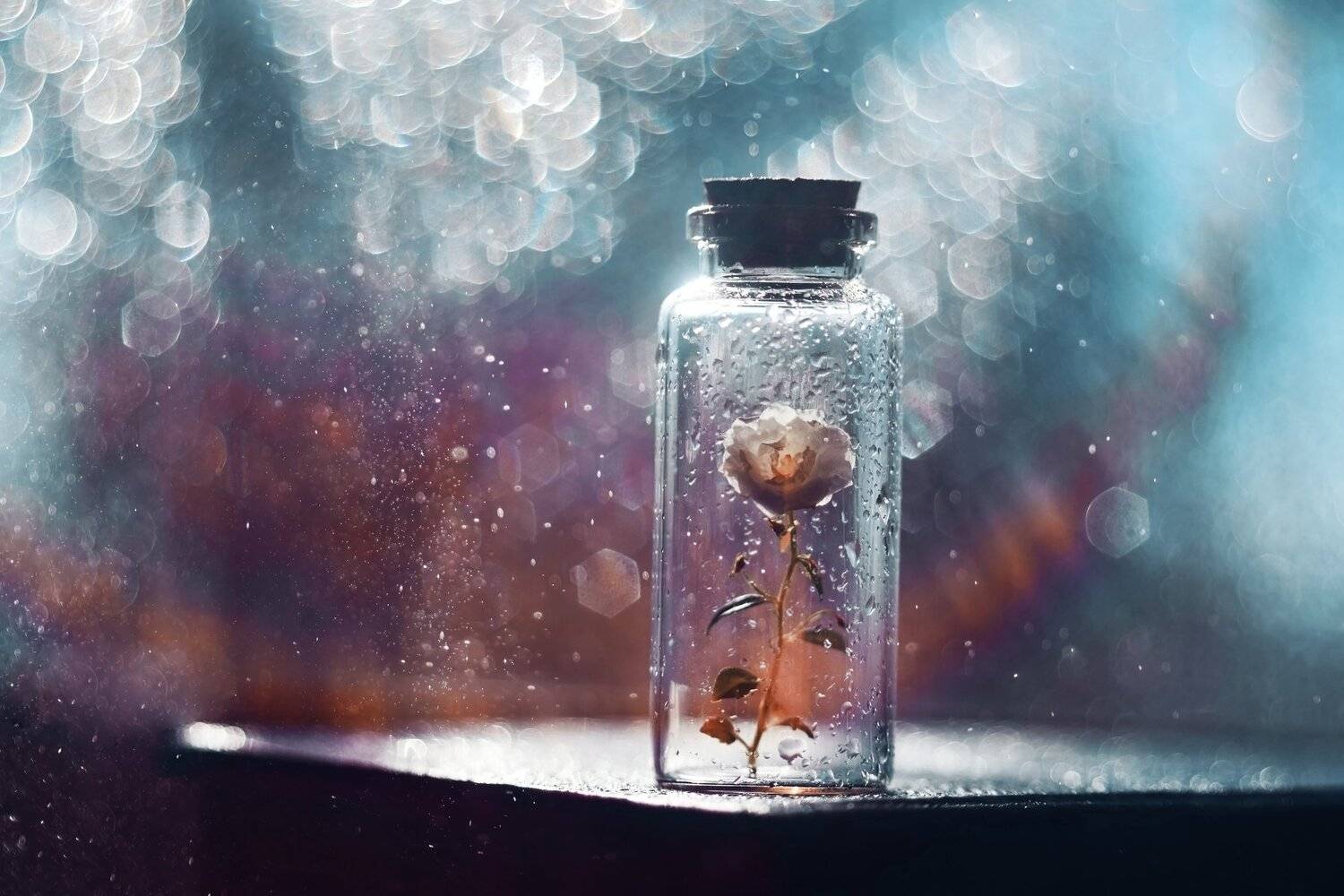 , Лапшина Владлена