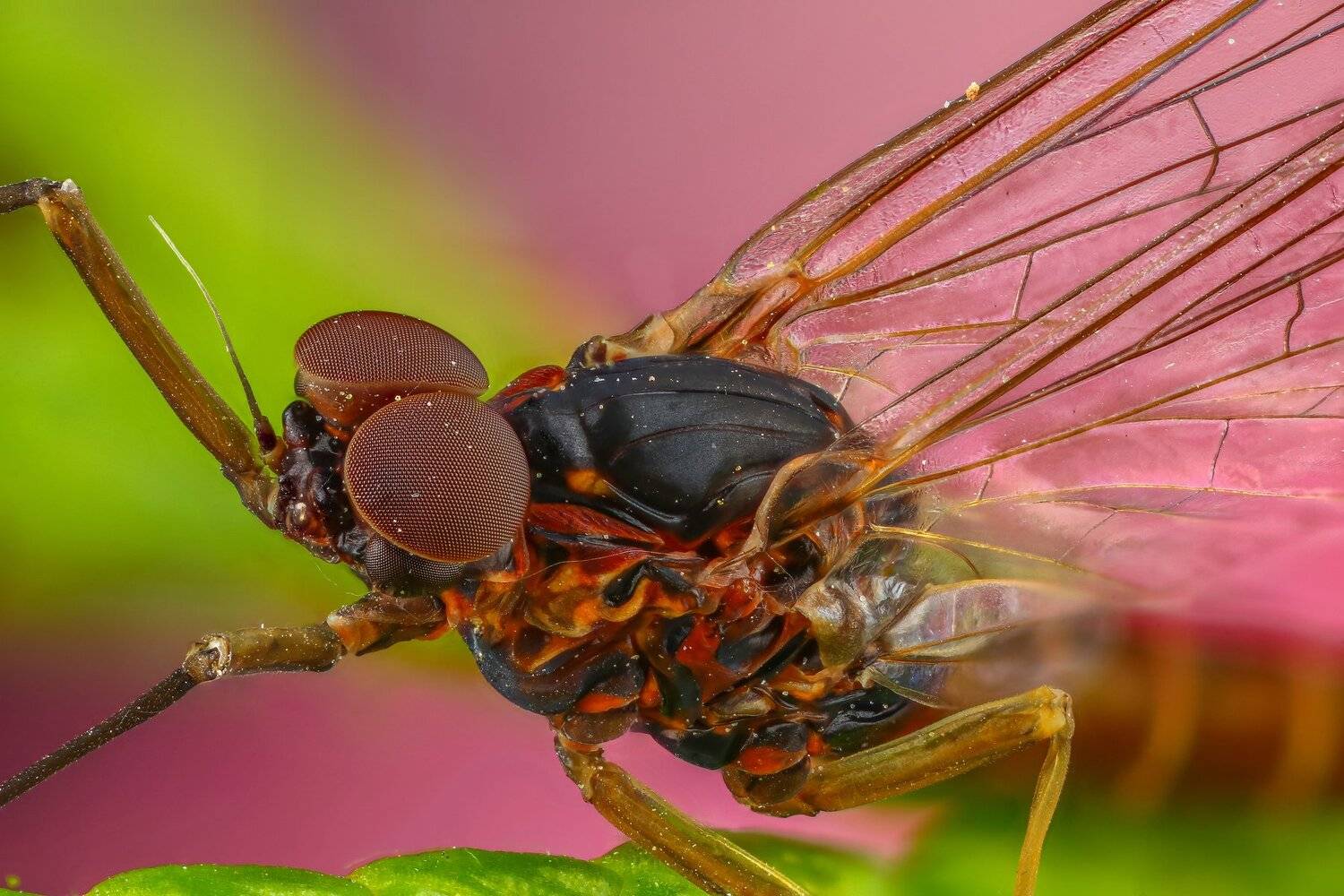 портрет макро поденка насекомое животное зеленый , Андрей Шаповалов