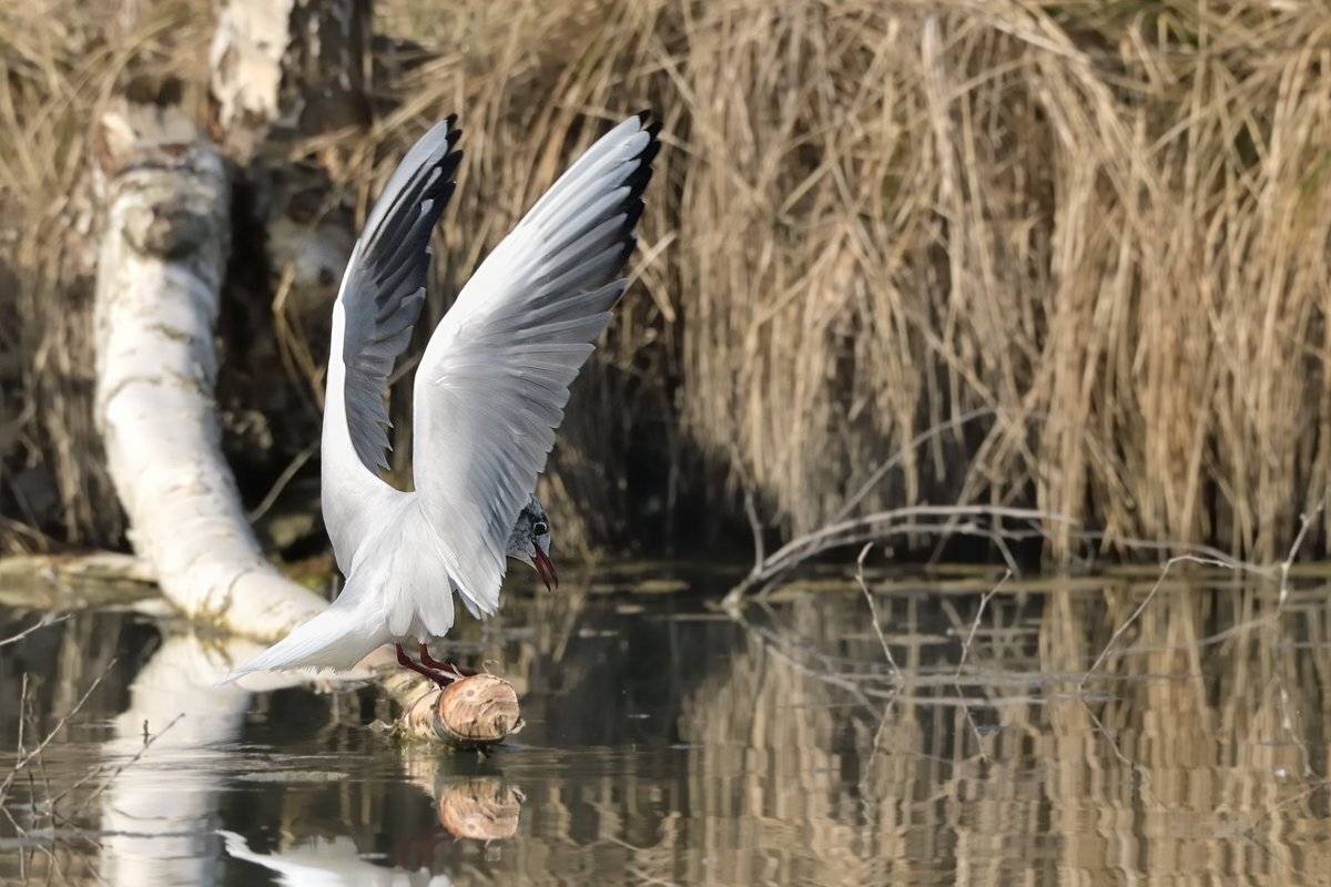 птицы birds slovakia, Jaroslav Mego