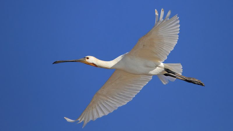 animals,birds, bif, birds in flight, 7d, 400mm, животные, птицы, в полёте Птицы в полёте.. фото превью