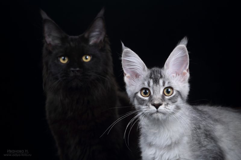 Я и моя тень фото превью