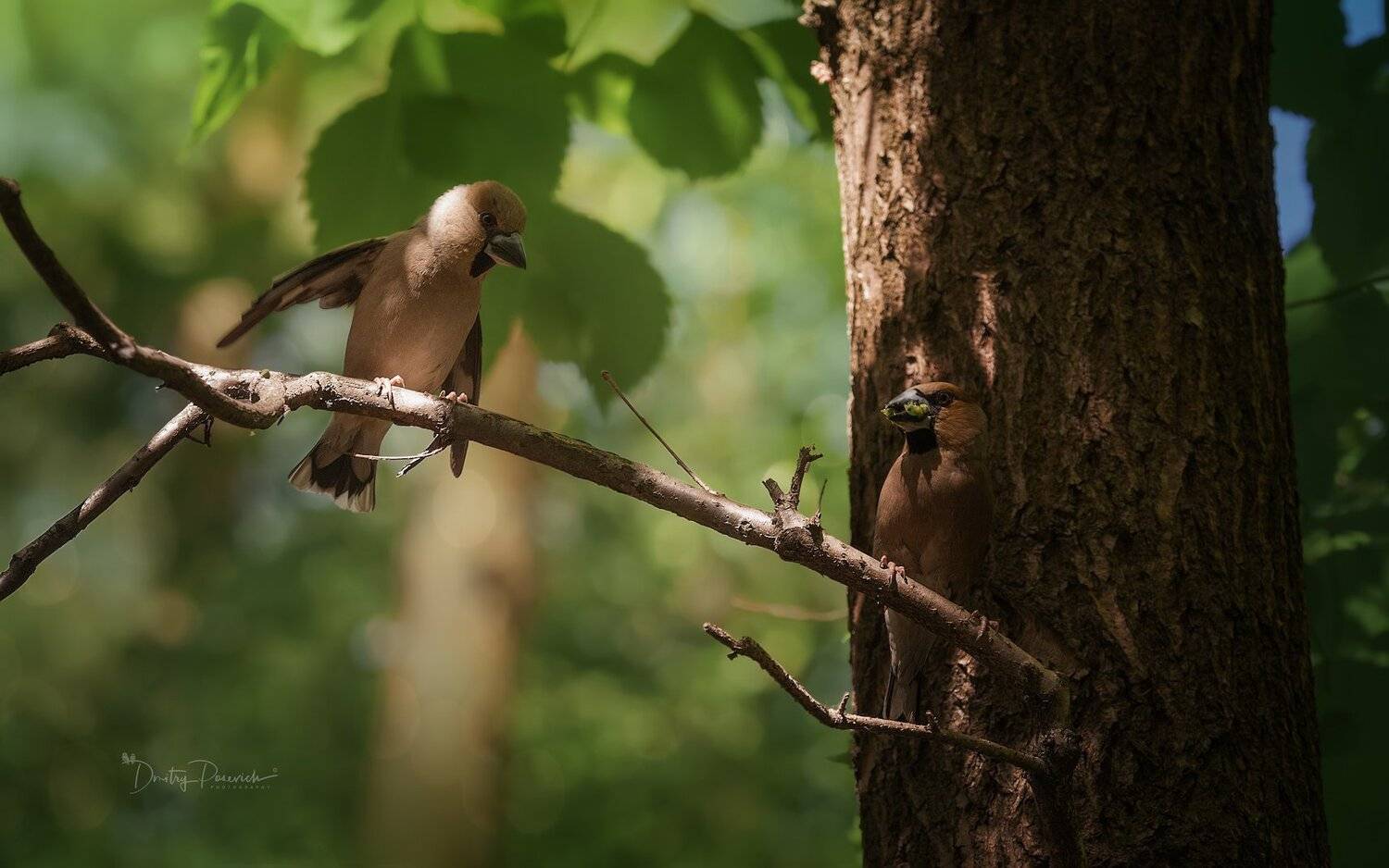 природа, животные, птицы, Дмитрий Посевич