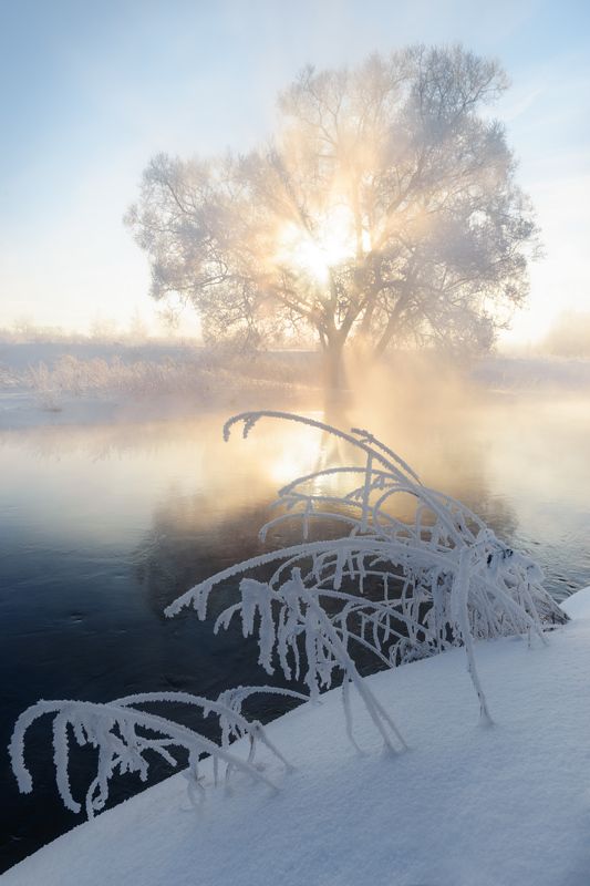 Сквозь туман и ветки солнце пробивалось. фото превью