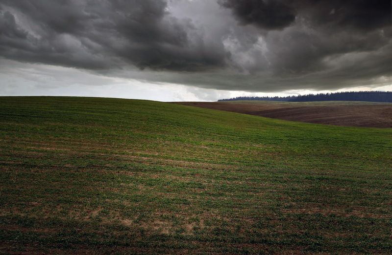 field spring gomel belarus green По волнам фото превью