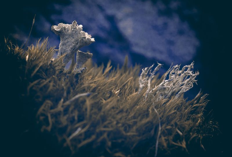 Природа, растения, лес, мох, лишайники, кладония Кладонии фото превью