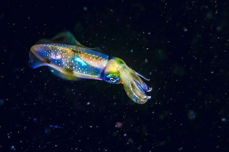 Кальмар в морском космосе фото превью