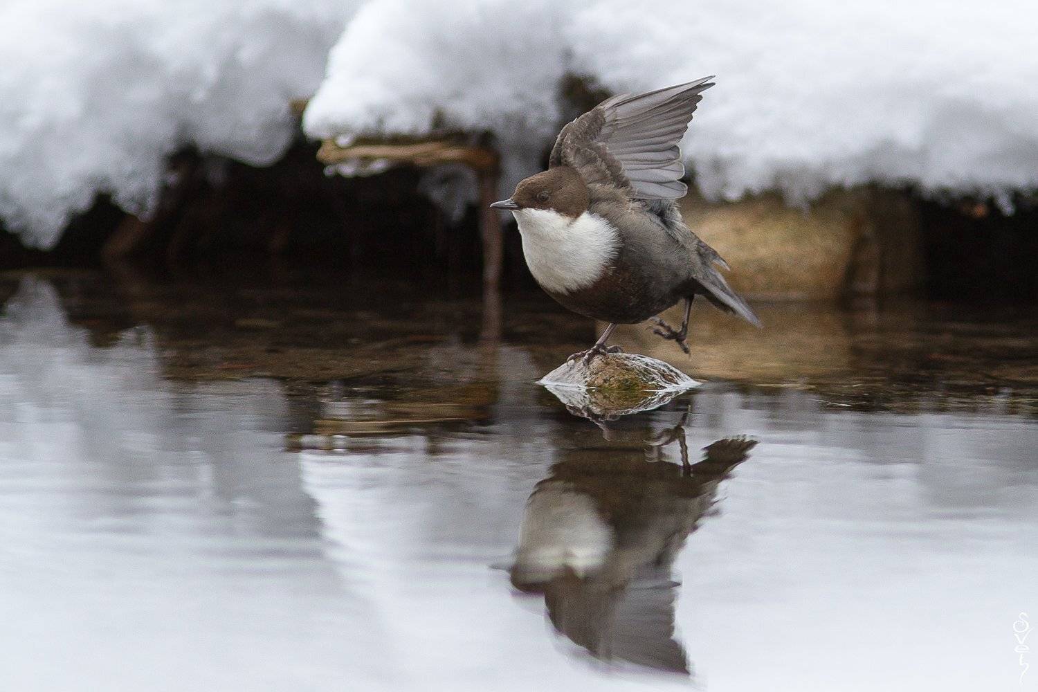 оляпка, водяной дрозд, водяной воробей, Байбекова Светлана