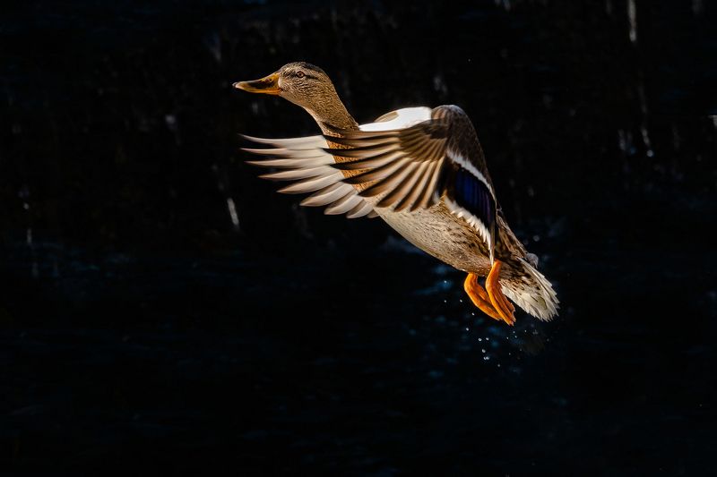 дикие утки \