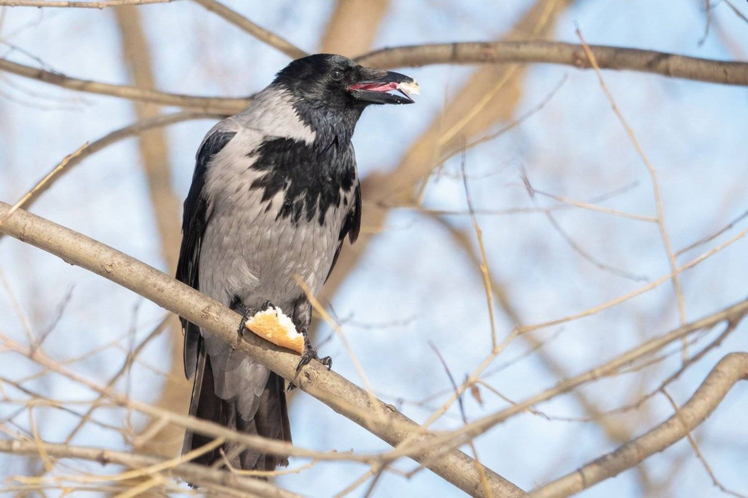 ворона, Александр Маркелов