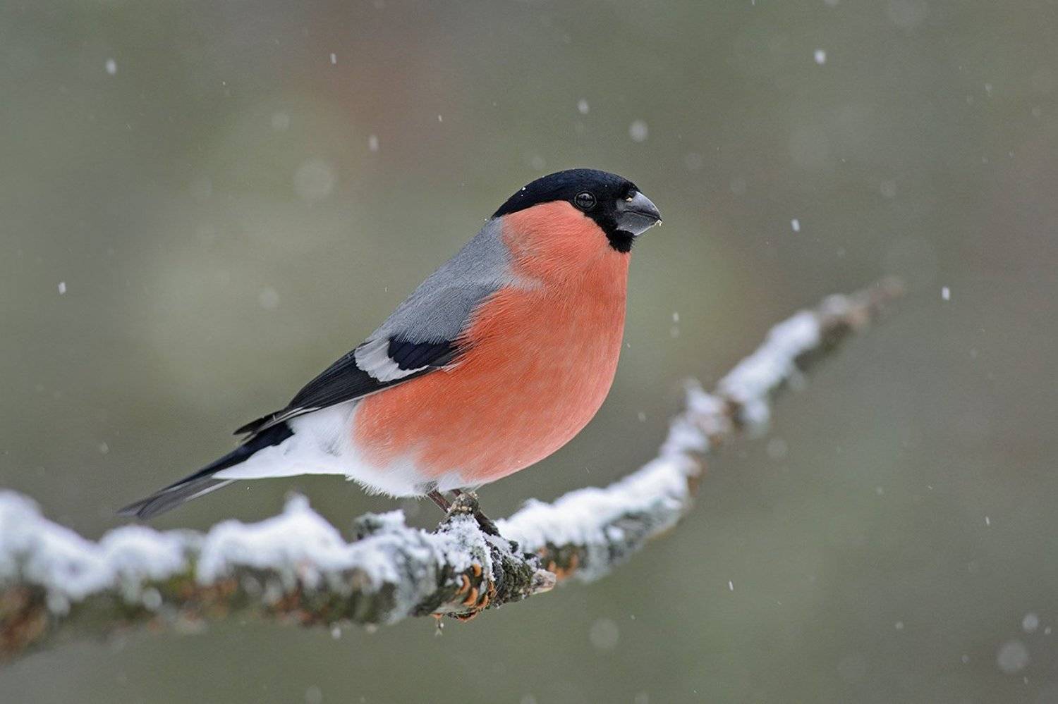 снег,снегирь,самец,бор, Иван