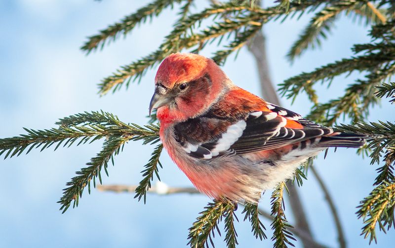 клёст,печора,коми.зима,птицы,анималистика,север,klest, pechora, komi.winter, birds, animalism, north Просто клест фото превью